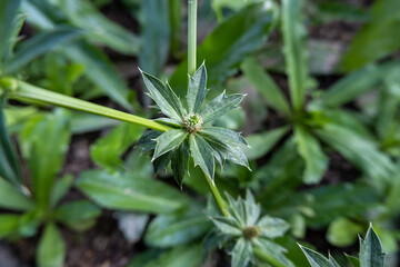 Culantro, Long Coriander, is a popular vegetable used in cooking.