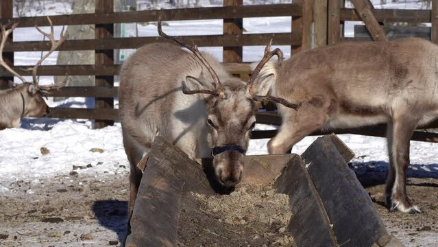 Tame reindeer eating old swollen food concentrate from feeding station during winter - Static handheld closeup
