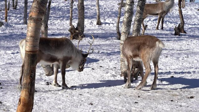 Tame reindeers play fighting with antlers - Sunny winter day with snow covered ground - Static handheld