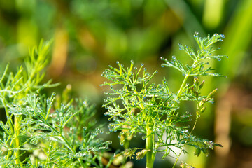 dill covered with large morning dew, dew in the form of balls on the tips of green dill leaves