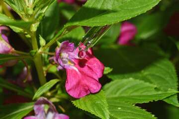 Natural flower extraction, Scientist drop essence for plant test, Alternative organic green herb plant medicine, Skincare beauty products, Biology research and development concept.