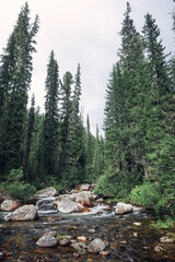 Obraz premium Mountain river among tall ancient pine trees in sunny summer weather. Russia, Ergaki