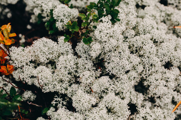 white moss in the nature taiga