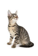 Three months old kitten sitting on a white background