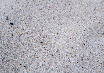 Black ants are running on the sand