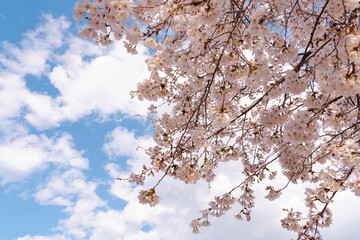 よく晴れた日に満開の桜を下から見上げた風景
