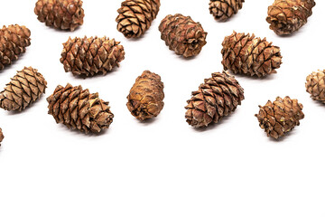 Many cedar cones with pine nuts on white background.