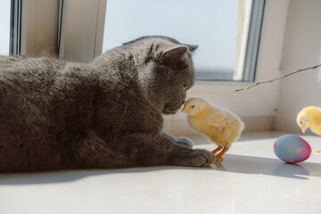 Gray cat, chickens and easter eggs on the kitchen table