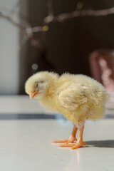 Chickens with colored Easter eggs on the table