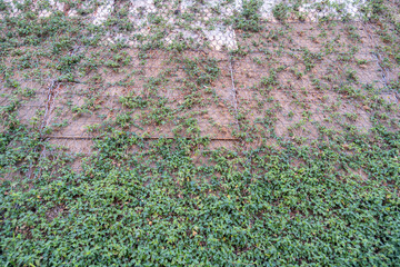 Obraz premium The large wall was decorated with grass