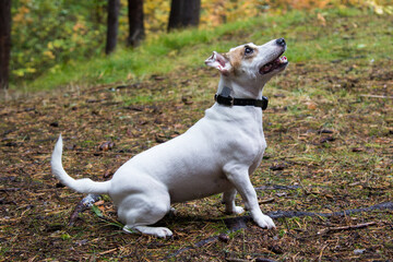 Jack Russell in the woods