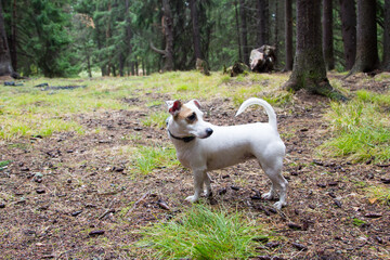 Jack Russell in the woods