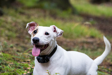 Jack Russell in the woods