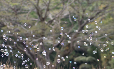 Soap bubbles on a green background with plants in the background.