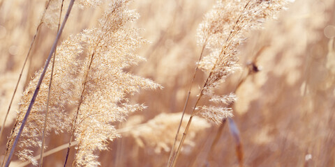 Dry plant reeds as beauty nature background, Abstract natural backdrop. Reed grass or pampas grass...