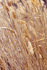 Dry flowers reed as beauty nature background, Abstract natural backdrop. Reeds grass or pampas grass outdoors with daylight, life style tranquil scene, dried trendy wild plants. Soft focus