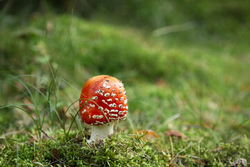 Mushroom Amanita muscaria, fly amanita. Bright, toxic and inedible mushroom fly agaric with blurred green grass background. Close up poisonous natural plant in natural environment
