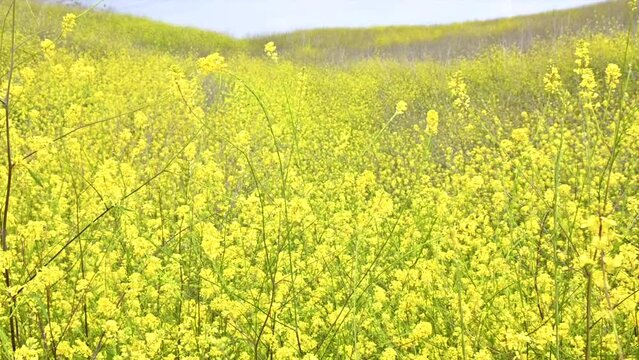 Spring Is In The Air In Southern California. The Wild Flowers Are In Bloom And Making The Foothills Gorgeous.
