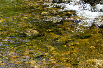 Clear water in a fresh stream. Through the water you can see the bottom of the stream.