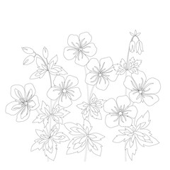 Fototapeta na wymiar blossom geranium field flower outline contour coloring book vector hand drawn page pelargonium