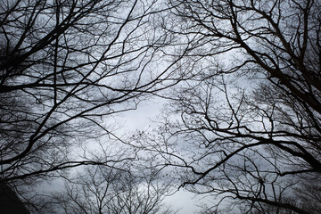 静かな森で枝ごしに空を望む