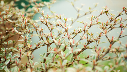Image of spring branches, green, beauty, botanical flowers in the park.