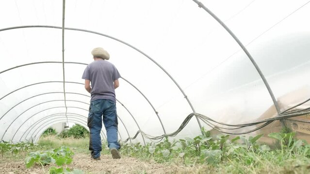Young alternative farmer wrap a rope inside a greenhouse with vegetables plants.
Organic farming in cold climate