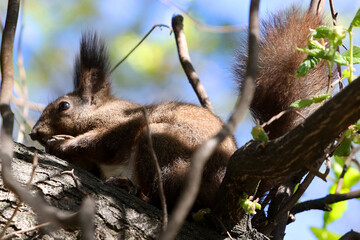 squirrel on a tree
