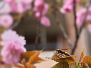 八重桜と手前の蜜蜂

