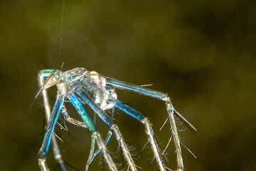Blue colored husk from a spider