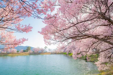 Fotobehang 長野県伊那市　春の六道堤の桜 © k