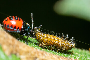 an orange bug feasting on a dead caterpillar