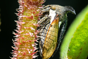 leafhoppers holding up on the side of a spiky stalk