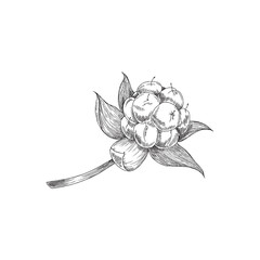 Fototapeta premium Monochrome cloudberry plant on branch with leaves, sketch vector illustration isolated on white background.