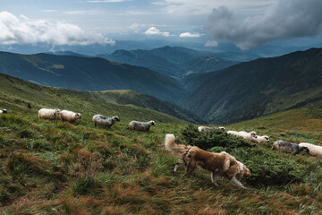Obraz premium Herd of sheeps in sunny autumn mountains. Carpathians, Ukraine, Europe. Landscape photography
