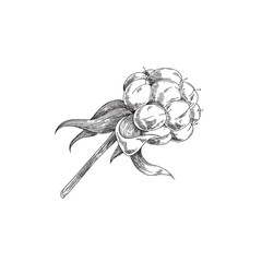 Cloudberry single berry etched or engraving style vector illustration isolated.