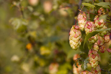 Blooming, autumnal hops.