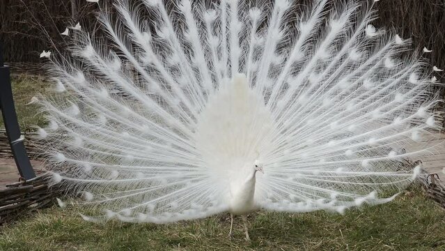 Beautiful white peacock with loose tail in natural environment. Albino peacock