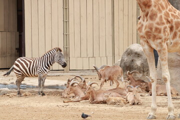 Zebra