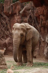 Obraz premium elefante