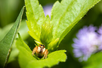 Tiny spider on the top of a green leaf with defocus background