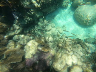 coral reef with fish