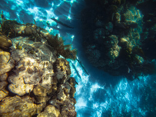 coral reef in the sea