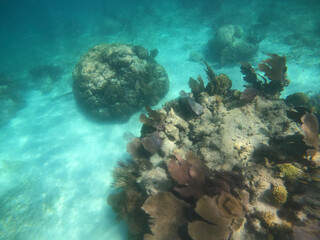 coral reef, Florida National Parks, John Pelicamp Park, coral, soft coral, fish, underwater, beach, scuba, snorkel, vacation, fish, tropical, United States National Parks, mermaid, luxury