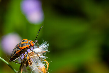 bug on a flower with defocus background