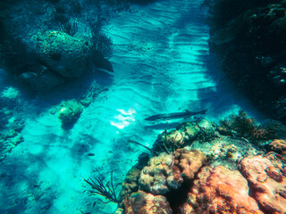 coral reef, Florida National Parks, John Pelicamp Park, coral, soft coral, fish, underwater, beach, scuba, snorkel, vacation, fish, tropical, United States National Parks, mermaid, luxury