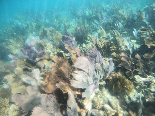 coral reef, Florida National Parks, John Pelicamp Park, coral, soft coral, fish, underwater, beach, scuba, snorkel, vacation, fish, tropical, United States National Parks, mermaid, luxury