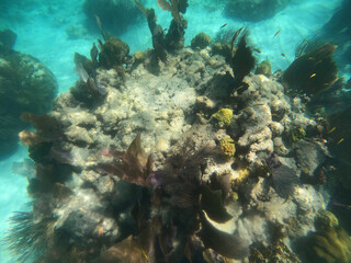 coral reef, Florida National Parks, John Pelicamp Park, coral, soft coral, fish, underwater, beach, scuba, snorkel, vacation, fish, tropical, United States National Parks, mermaid, luxury