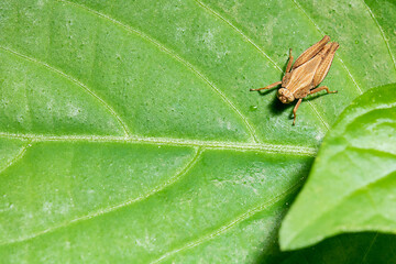 Brown grasshopper on top of a green leaf