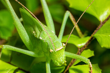 Side view of a green grasshopper on top of some leaves
